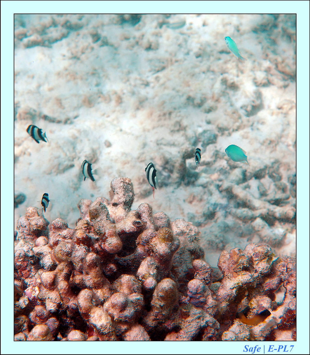 2019 - 07 - Snorkeling maldives - 16